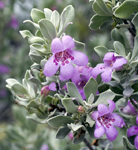 Texas silverleaf 2109